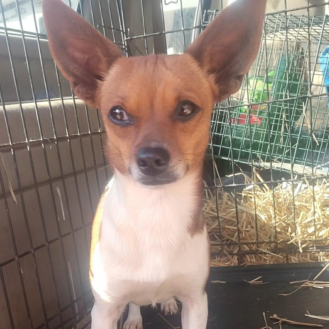 Chalupa, a ADOPTABLE Chihuahua in Carson, MS image 2/4