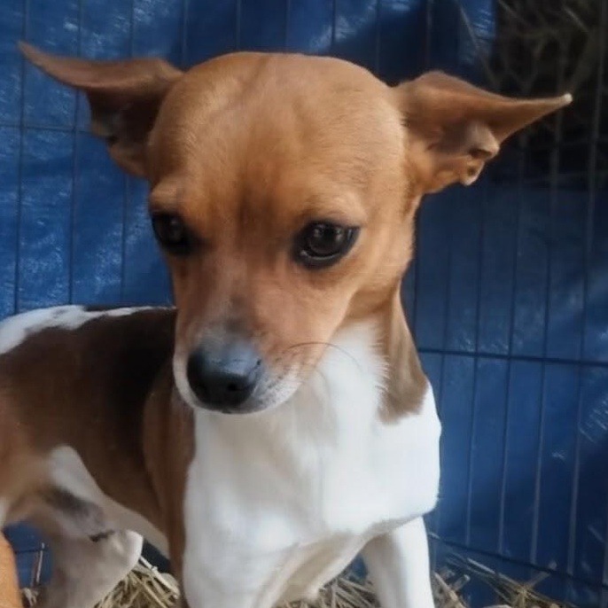Chalupa, ADOPTABLE, Adult Male Chihuahua.