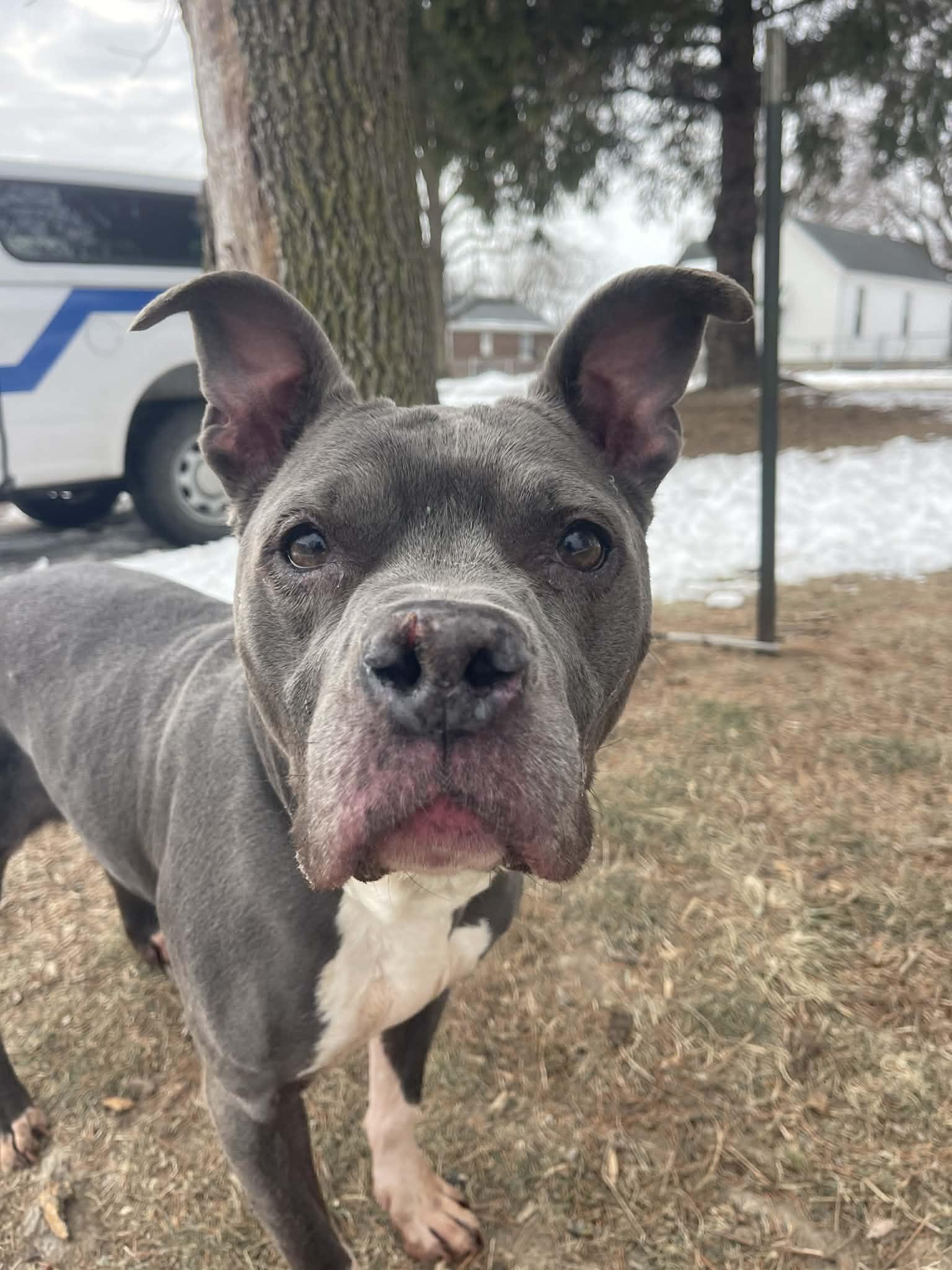 Enlarge Bunny, an adopted mixed breed in Springfield, IL image 2/3