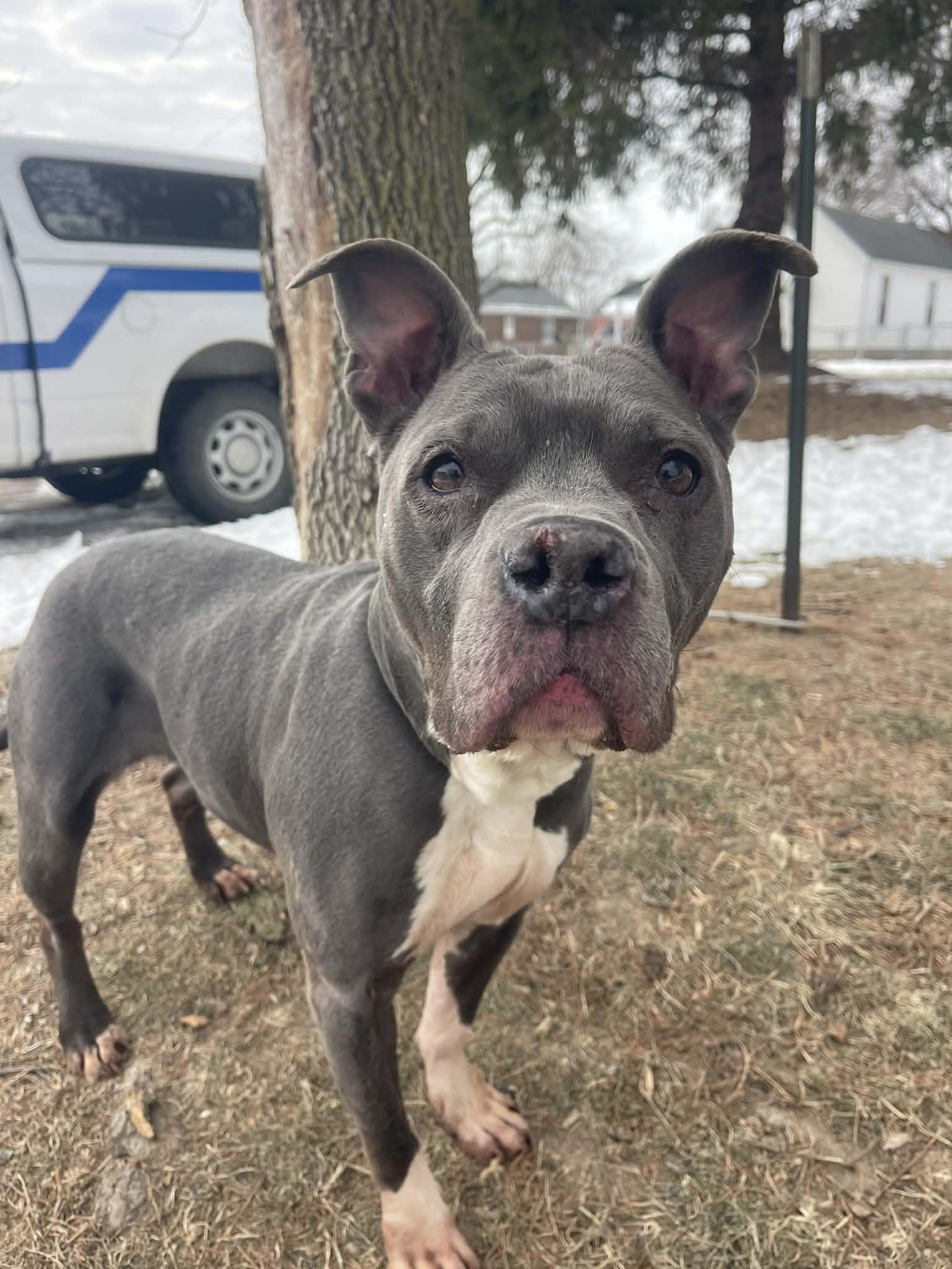 Bunny, adopted, Adult Female Pit Bull Terrier.