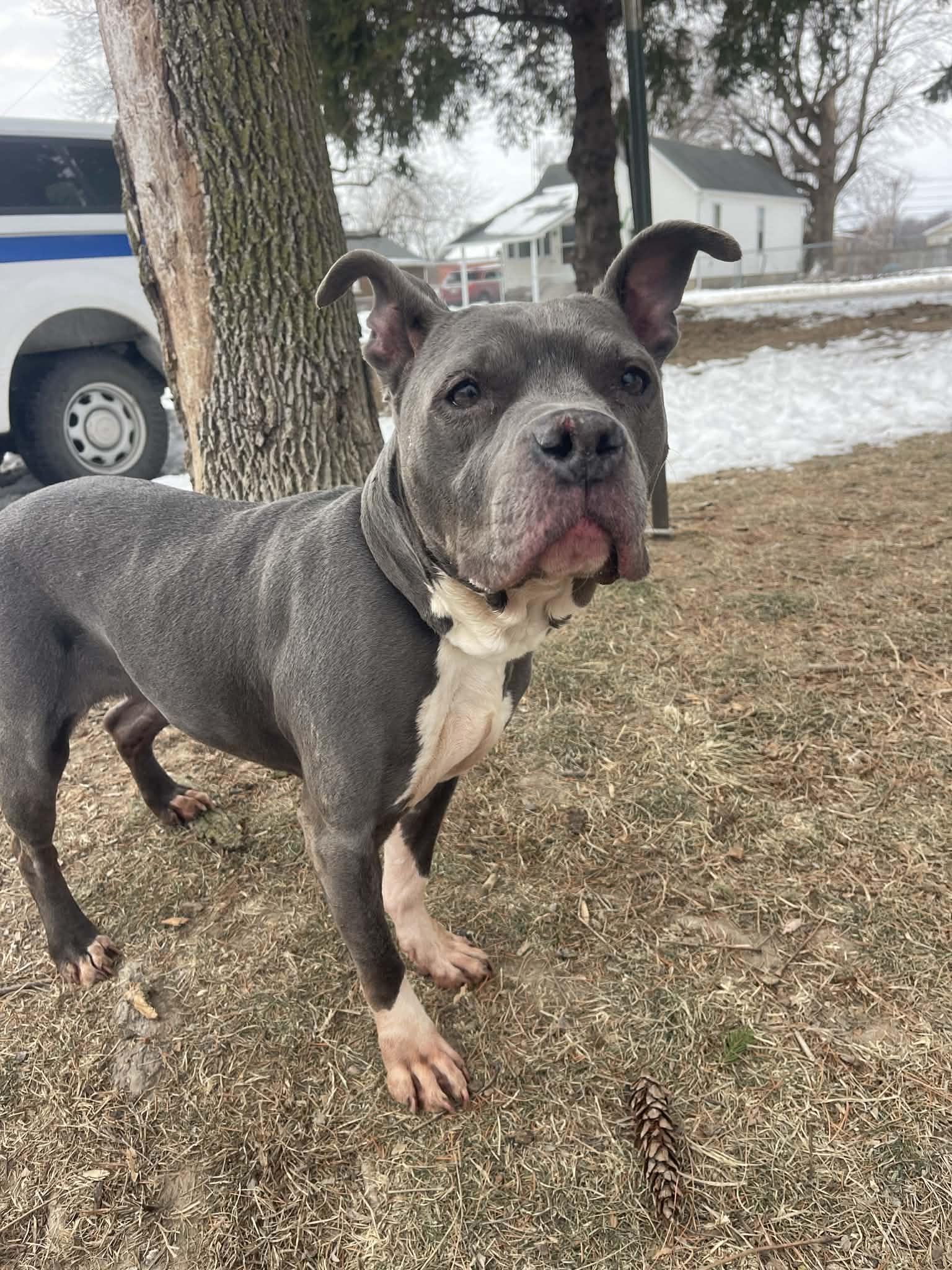 Enlarge Bunny, an adopted mixed breed in Springfield, IL image 3/3