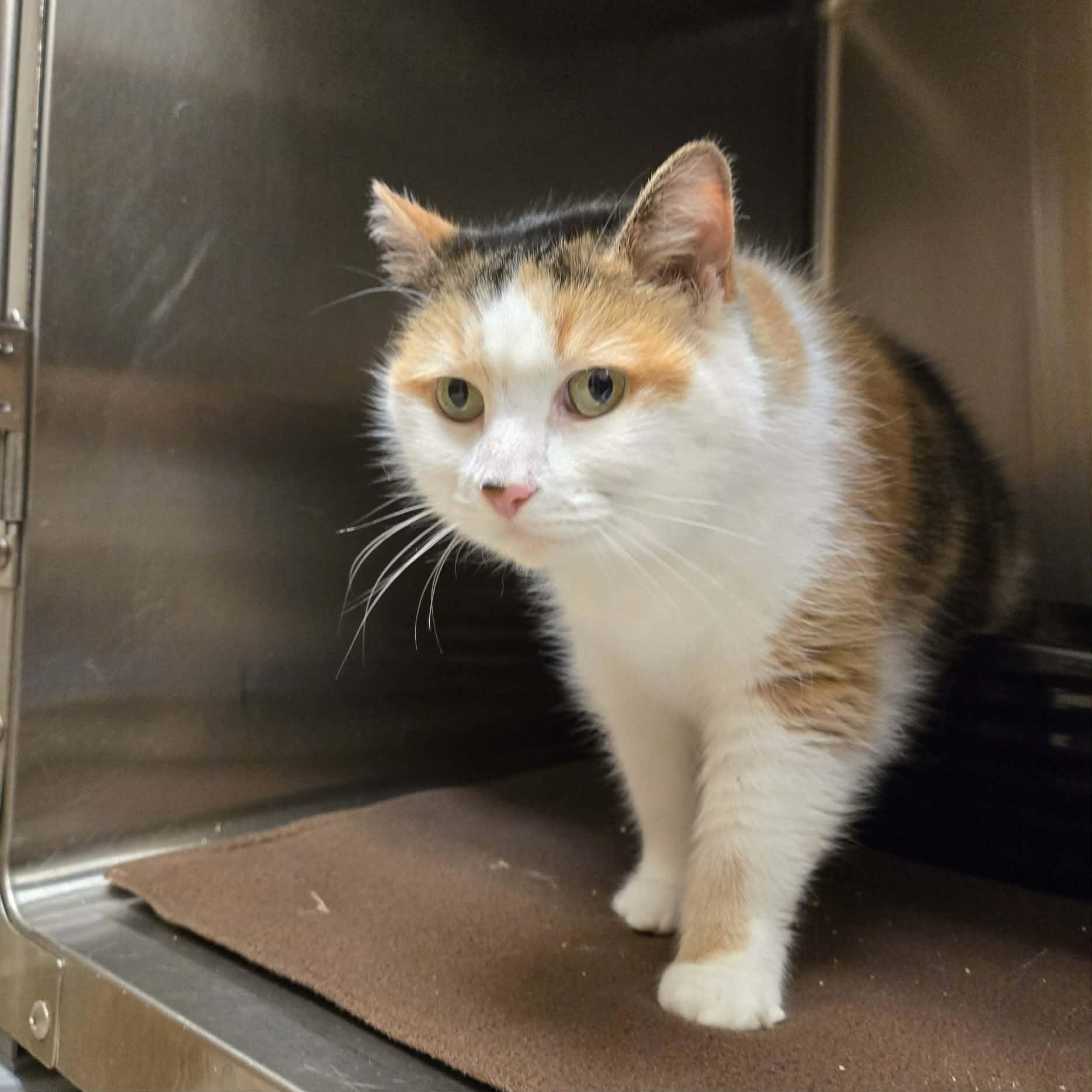 Clover, ADOPTABLE, Senior Female Calico.