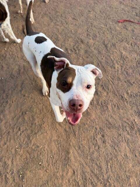 KARAN, Adoptable, Adult Female Pit Bull Terrier.