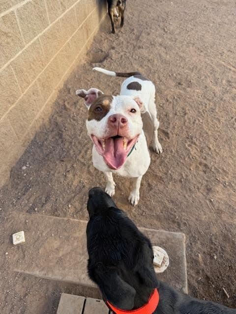 Enlarge KARAN, a Adoptable Pit Bull Terrier in Hobbs, NM image 2/4