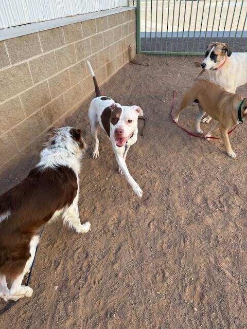 Enlarge KARAN, a Adoptable Pit Bull Terrier in Hobbs, NM image 3/4