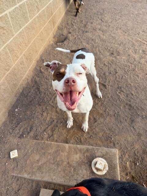 Enlarge KARAN, a Adoptable Pit Bull Terrier in Hobbs, NM image 4/4
