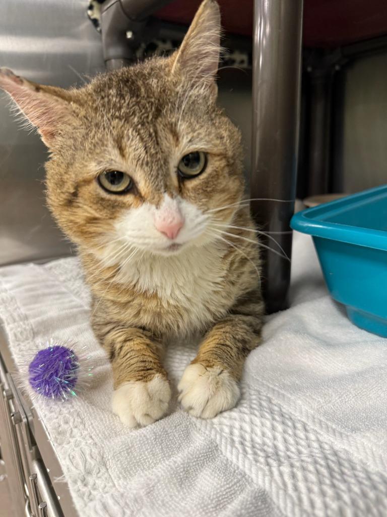 Outlaw, Adoptable, Young Male Domestic Short Hair.