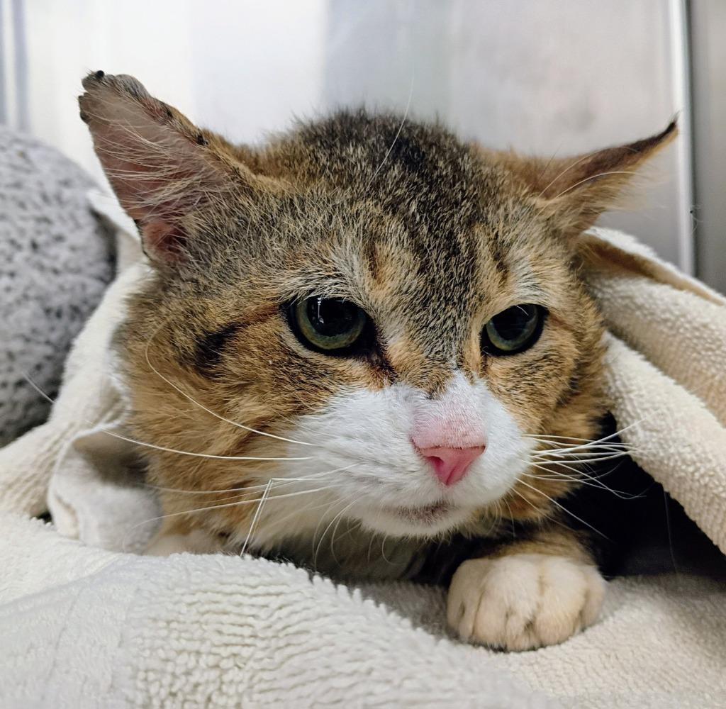 Enlarge Outlaw, a Adoptable mixed breed in La Porte, IN image 2/2