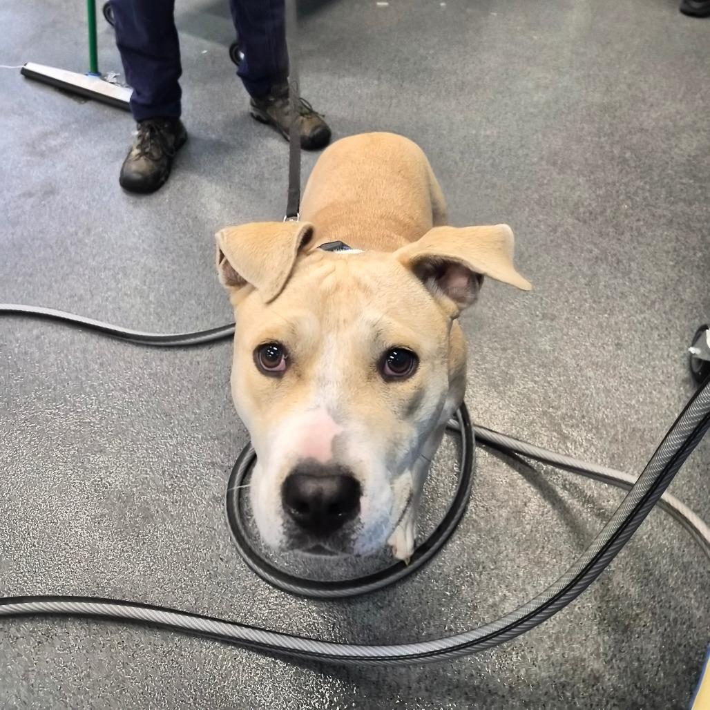 Kenny, Adoptable, Adult Male Terrier.