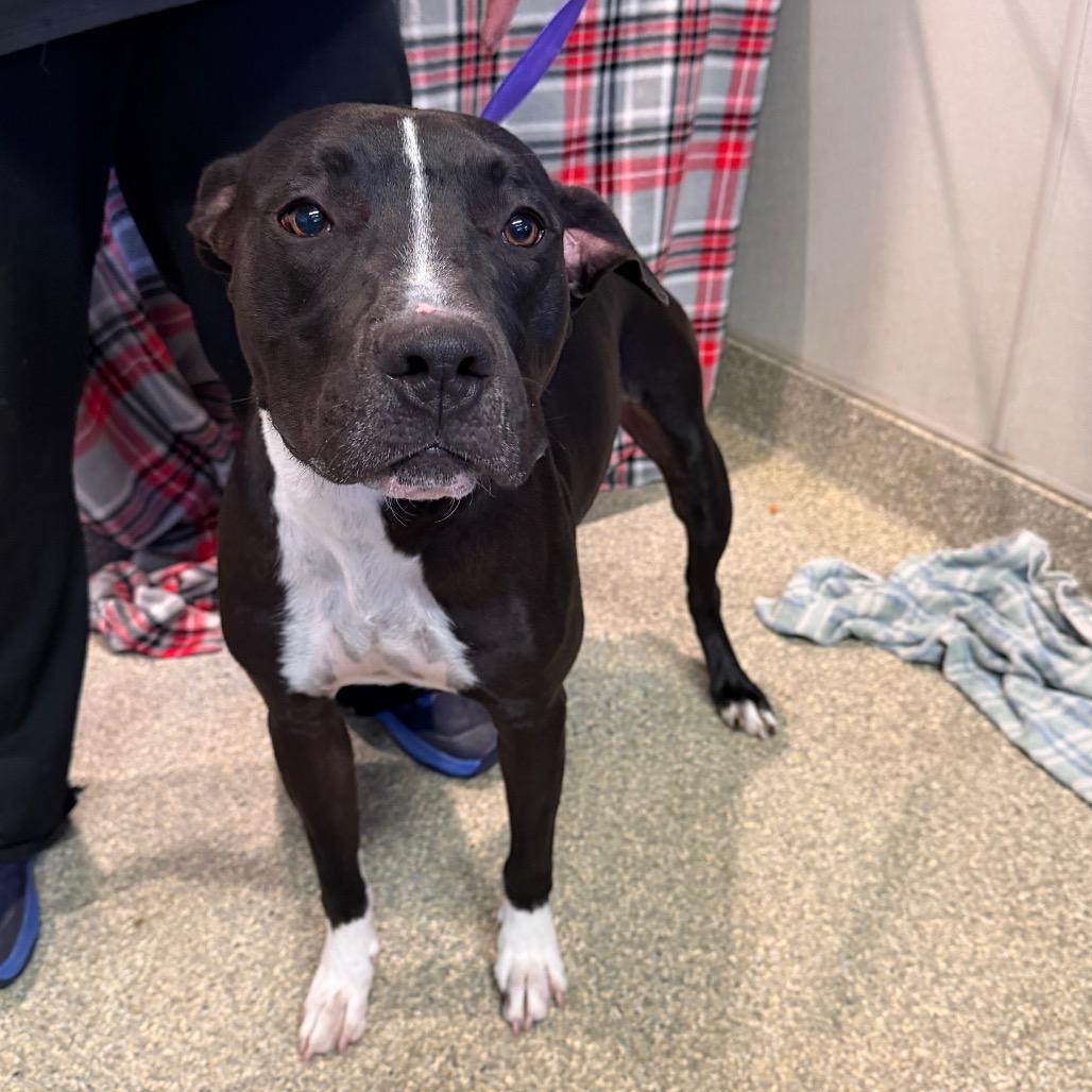 Enlarge Spot, a Adoptable Pit Bull Terrier in San Gabriel, CA image 1/5