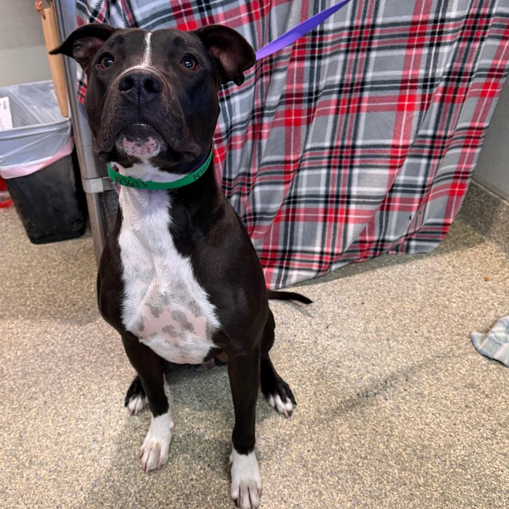 Enlarge Spot, a Adoptable Pit Bull Terrier in San Gabriel, CA image 2/5