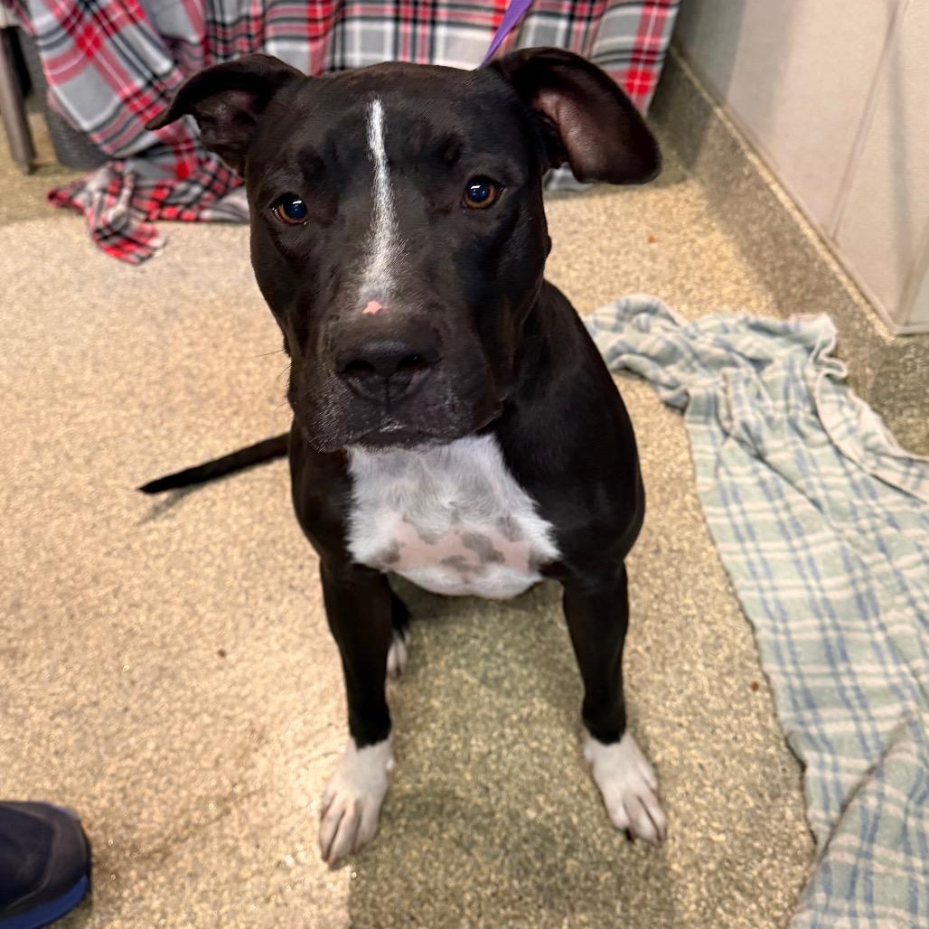 Enlarge Spot, a Adoptable Pit Bull Terrier in San Gabriel, CA image 3/5