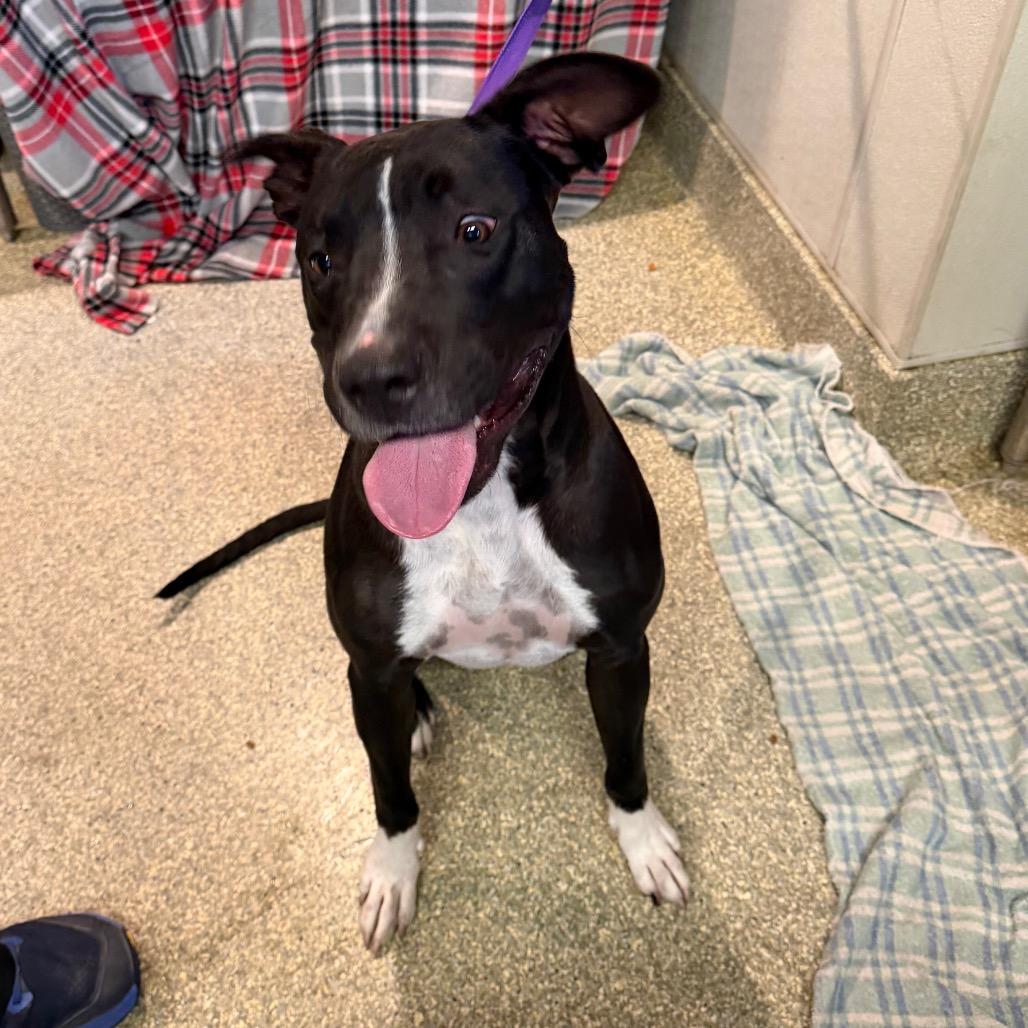 Enlarge Spot, a Adoptable Pit Bull Terrier in San Gabriel, CA image 4/5