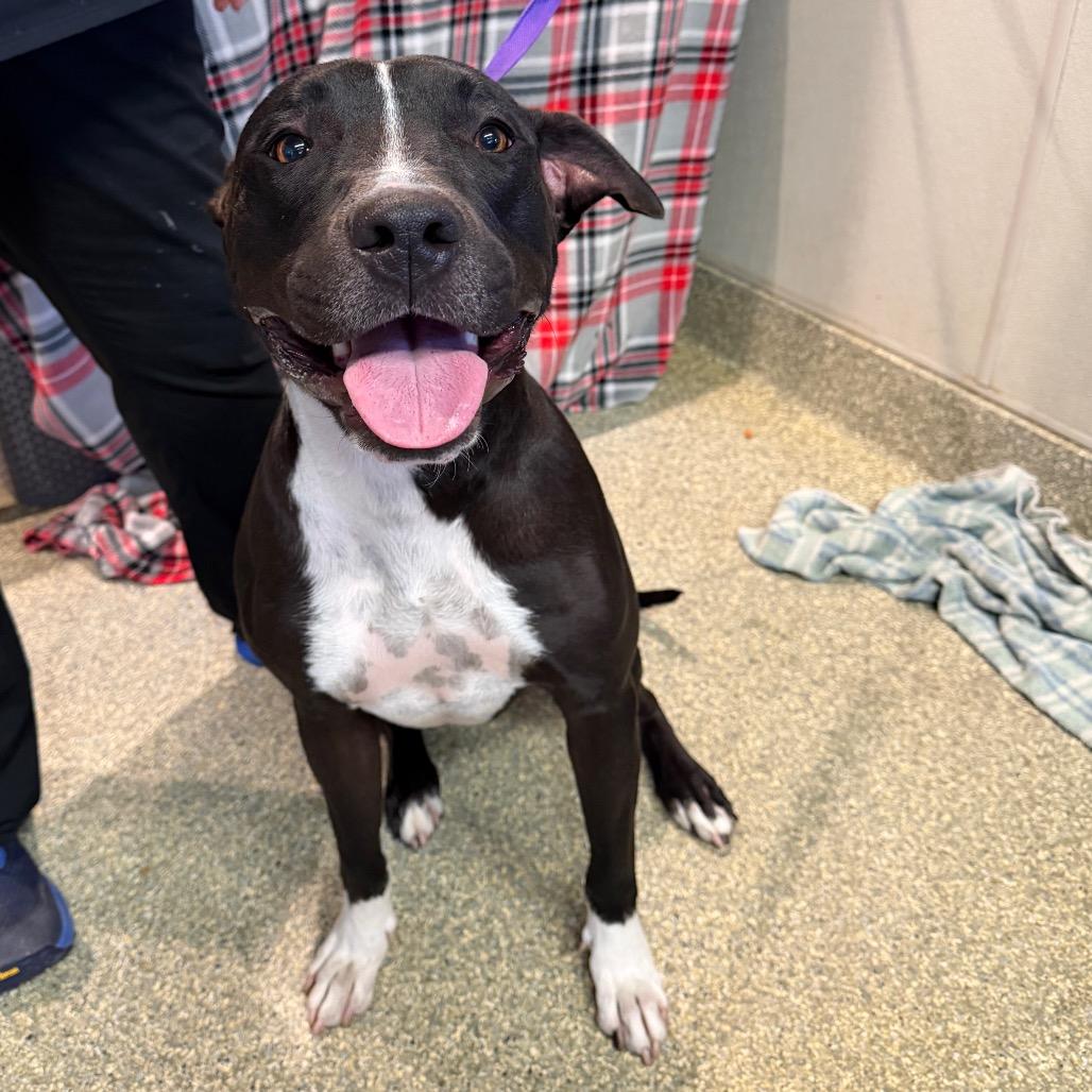 Enlarge Spot, a Adoptable Pit Bull Terrier in San Gabriel, CA image 5/5