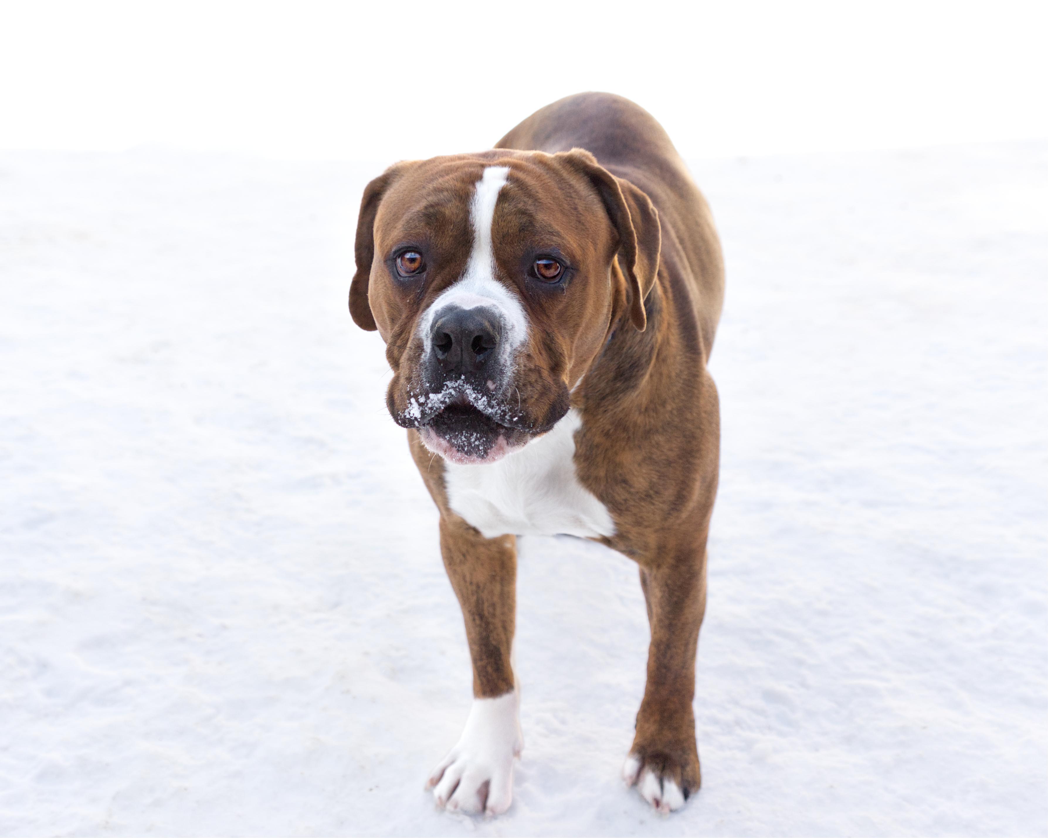 Enlarge Meatloaf, a other mixed breed in Winnipeg, MB image 3/3