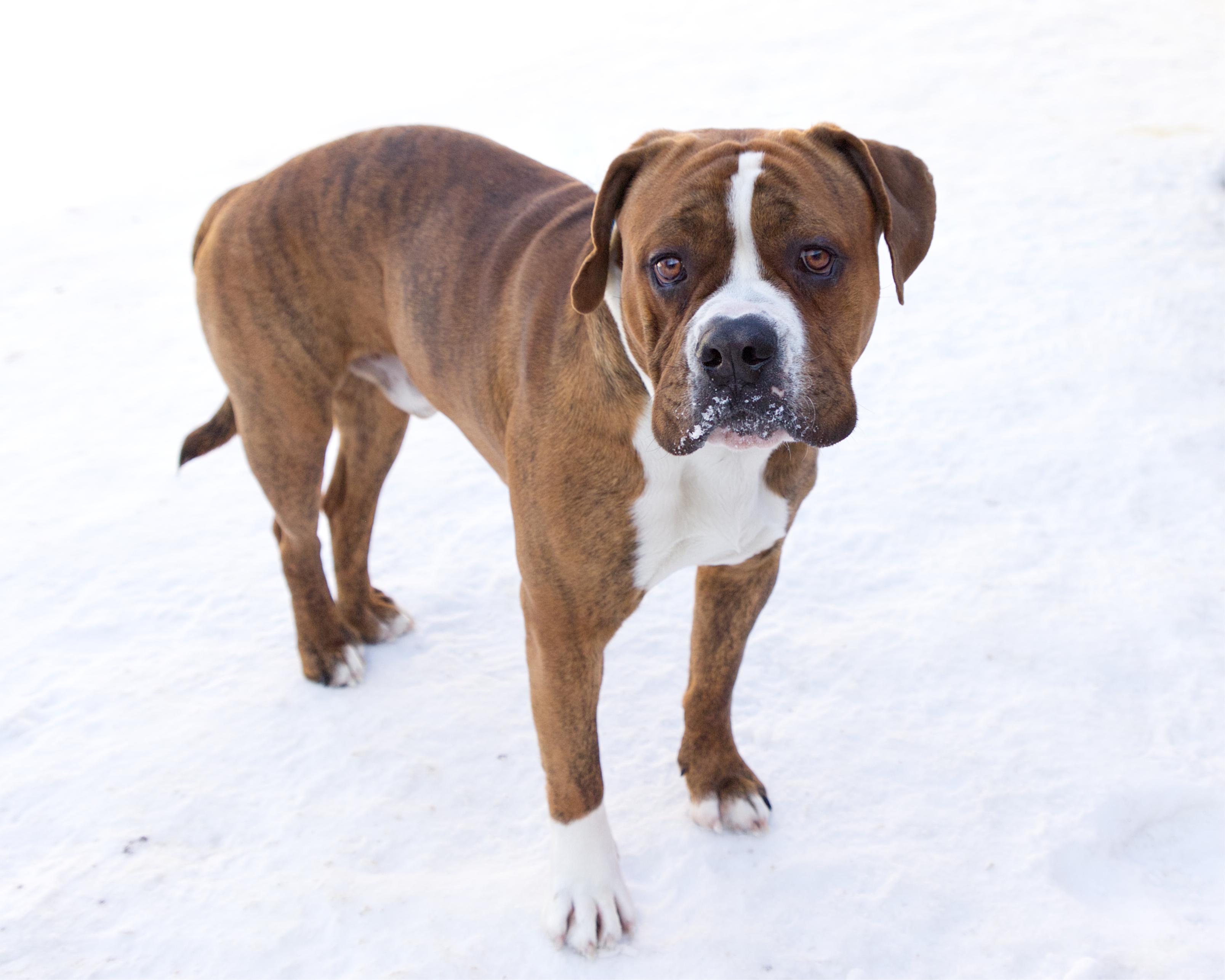 Enlarge Meatloaf, a other mixed breed in Winnipeg, MB image 2/3
