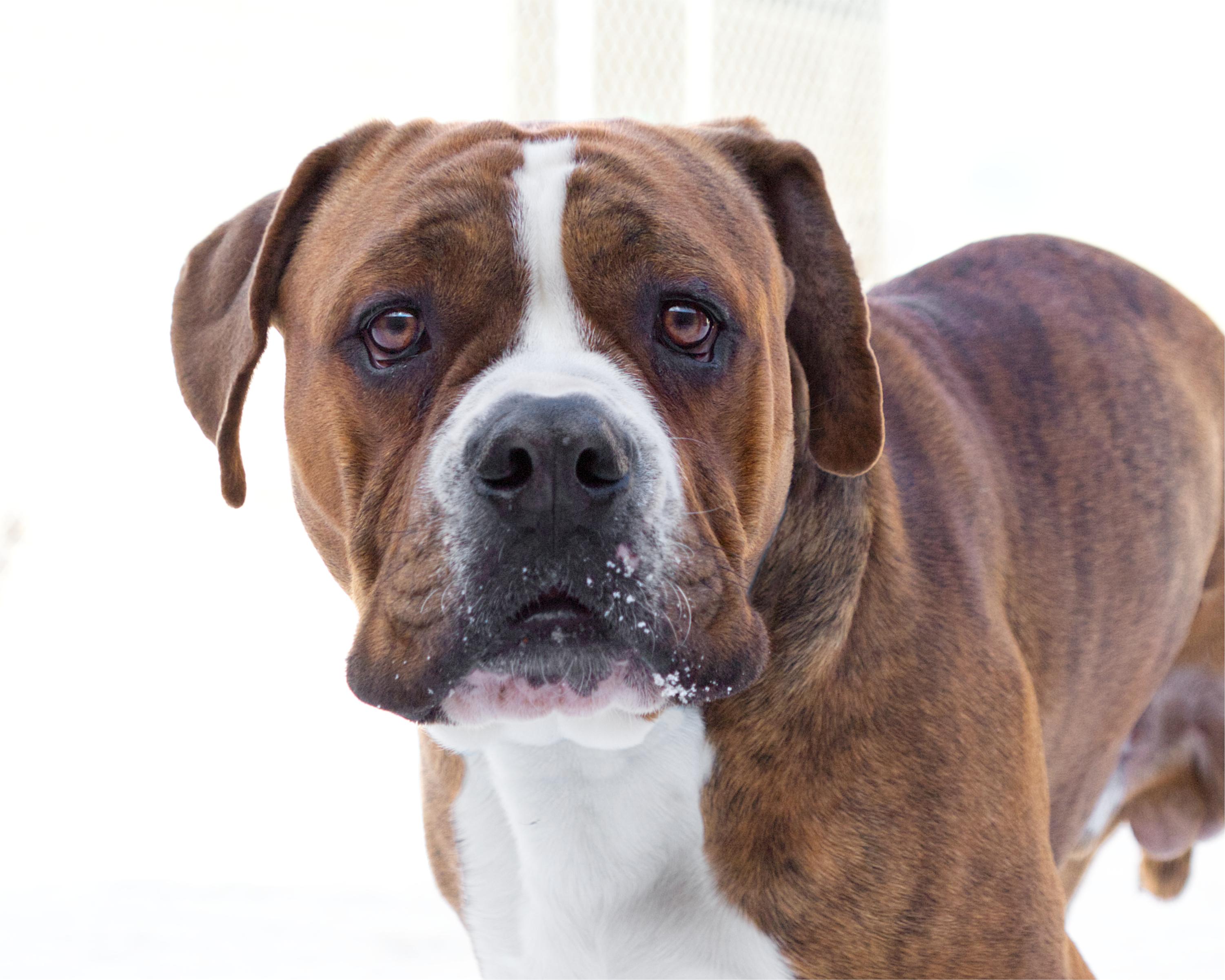 Enlarge Meatloaf, a other mixed breed in Winnipeg, MB image 1/3