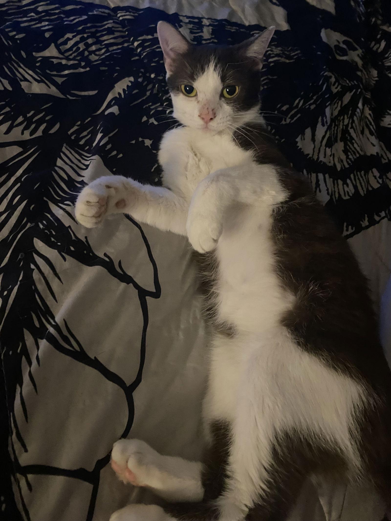 Coco, a Adoptable Domestic Short Hair in Rockville, MD image 1/3