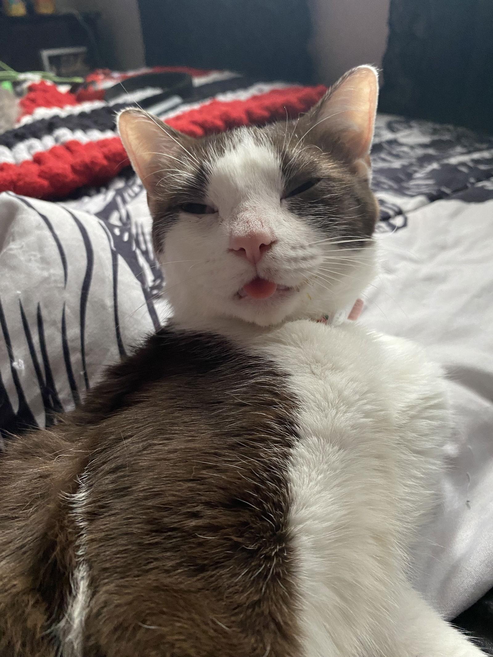 Coco, a Adoptable Domestic Short Hair in Rockville, MD image 2/3