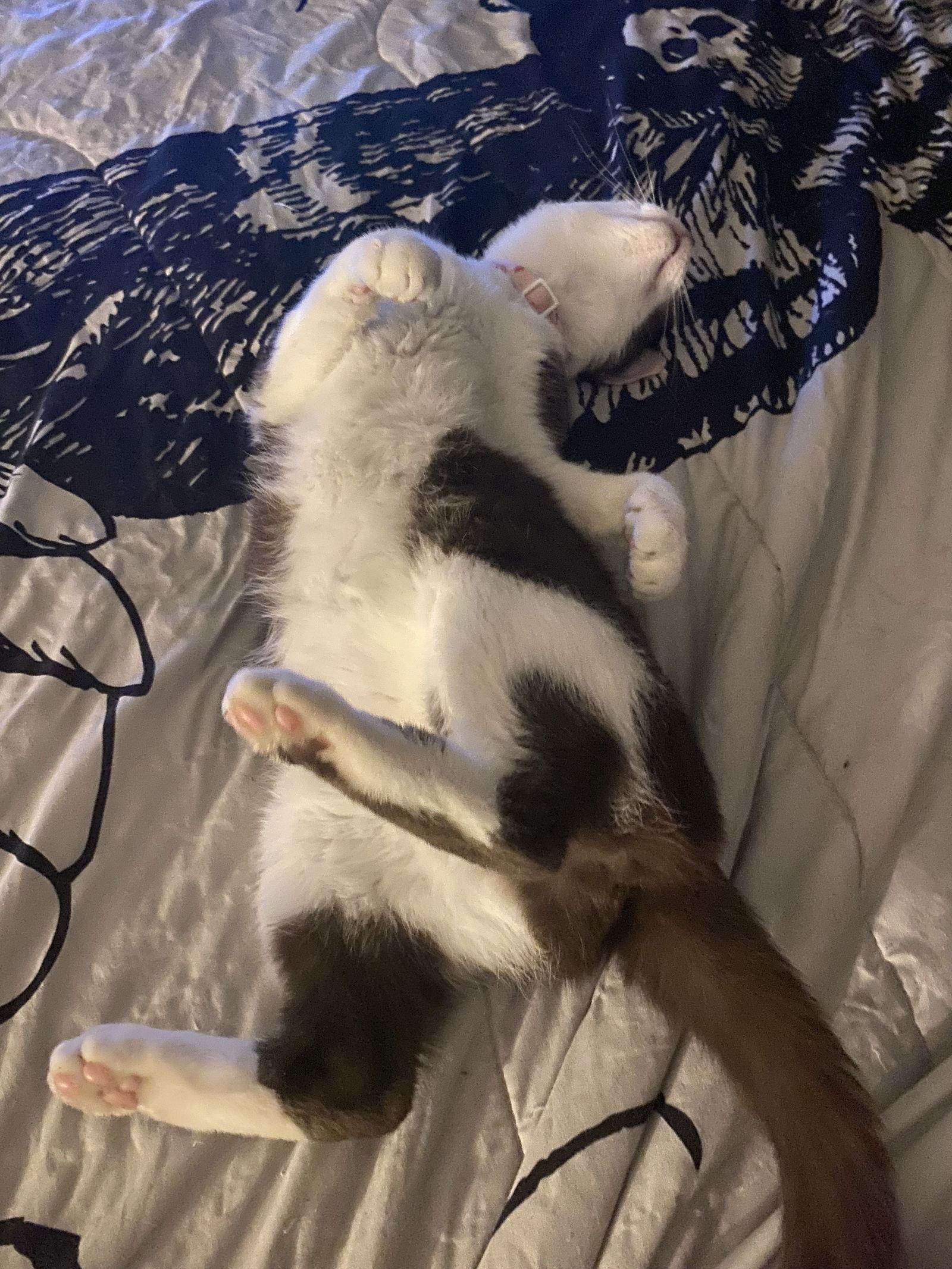 Coco, a Adoptable Domestic Short Hair in Rockville, MD image 3/3