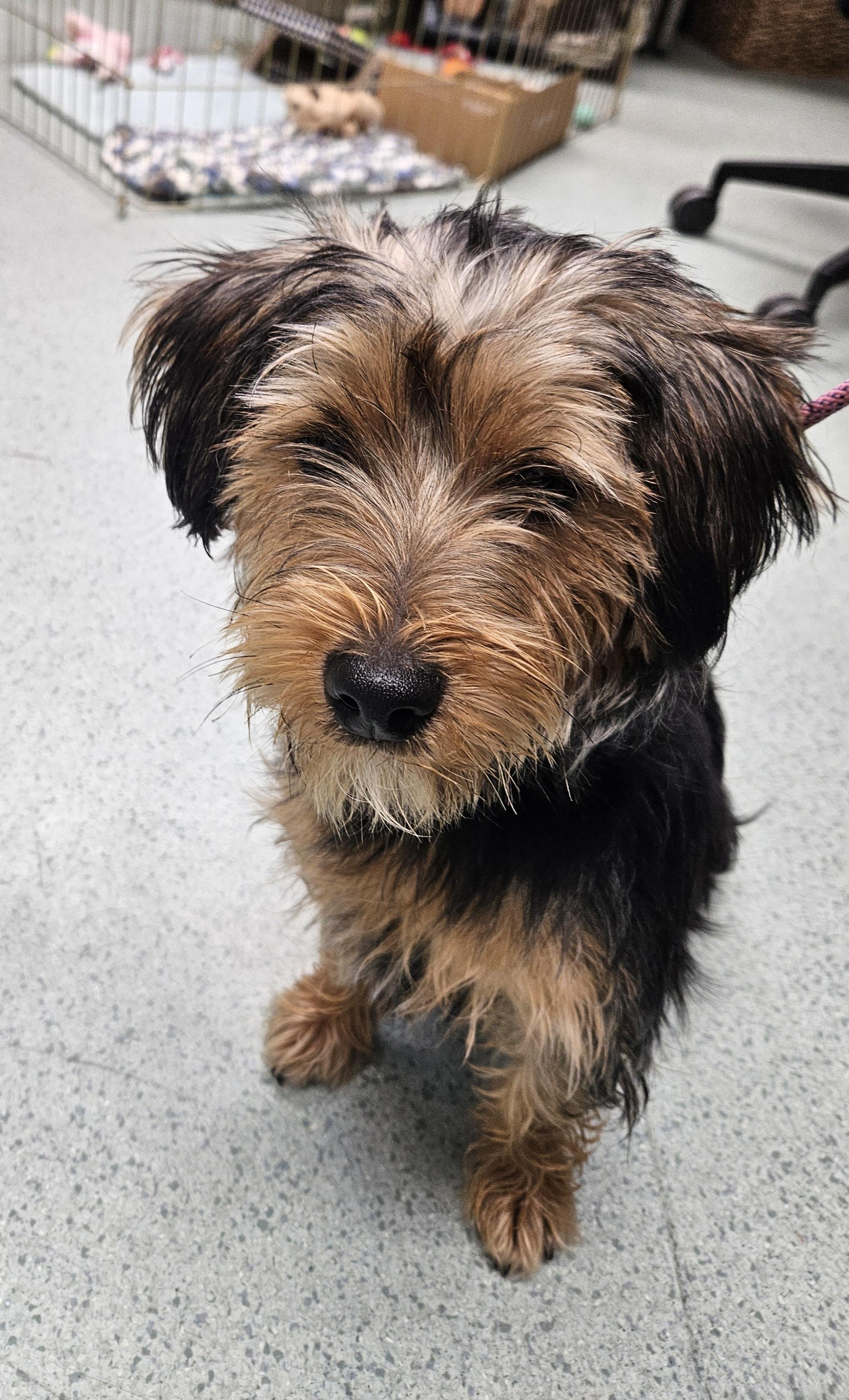 Chaloo, adopted, Adult Male Yorkshire Terrier.