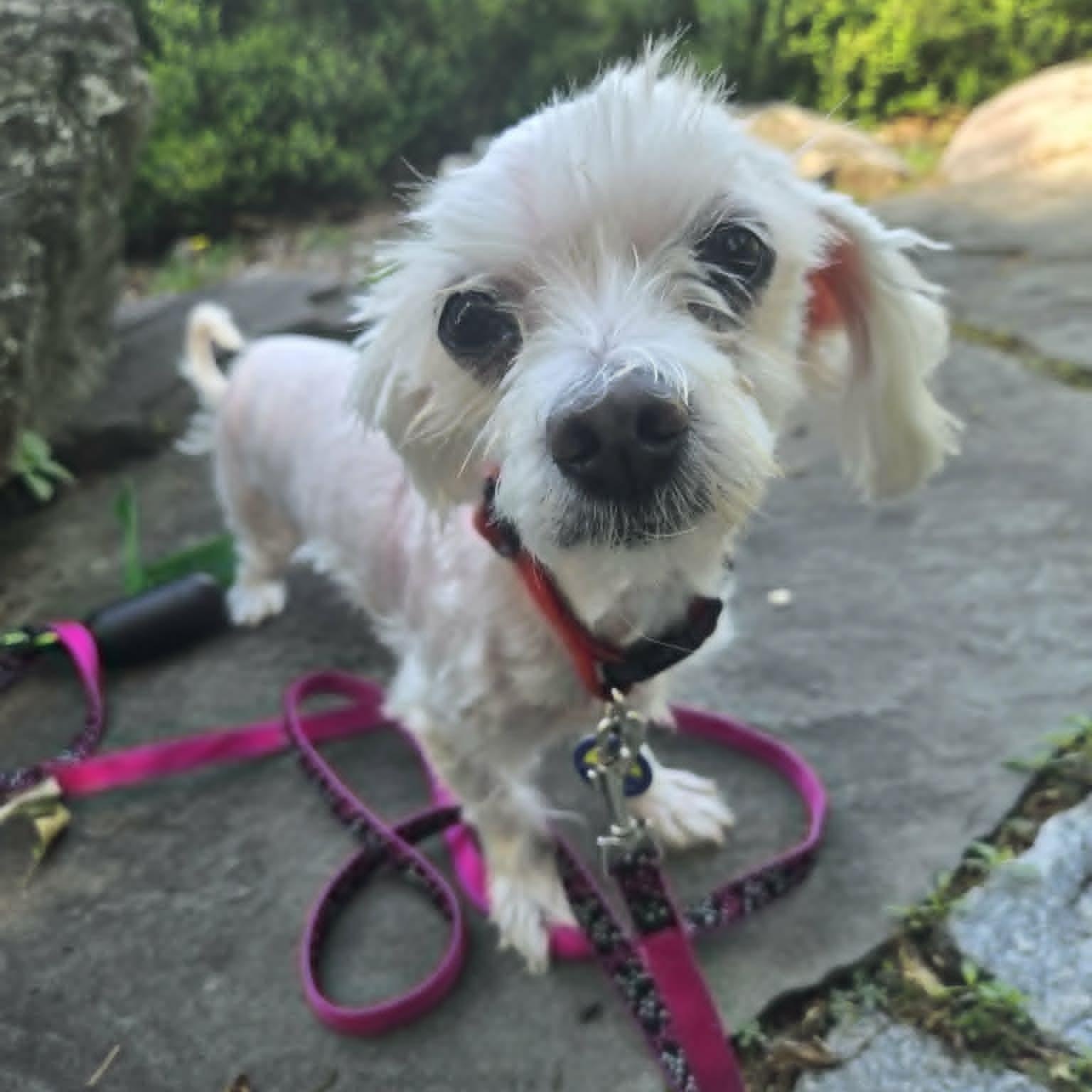 Alonzo, an adoptable Maltese in Severn, MD image 1/6