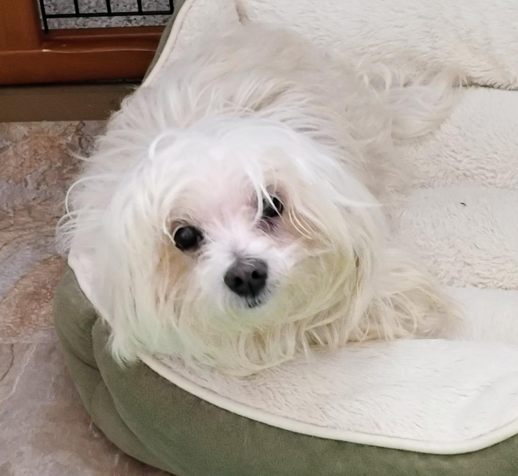 Alonzo, an adoptable Maltese in Severn, MD image 6/6