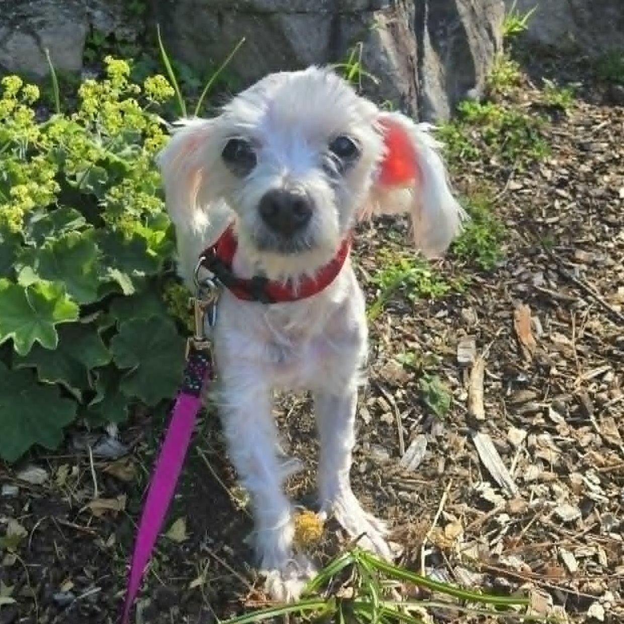 Alonzo, an adoptable Maltese in Severn, MD image 3/6