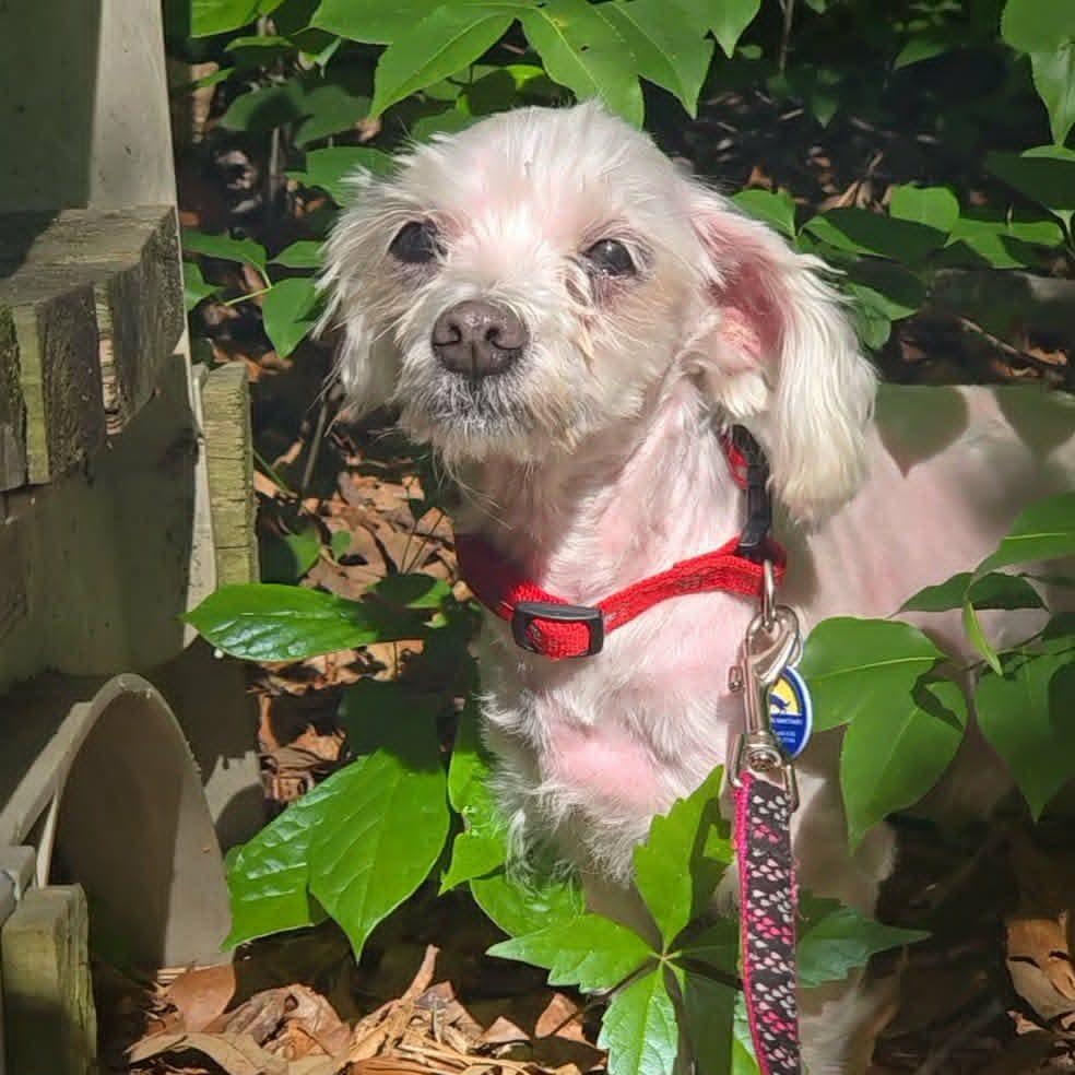 Alonzo, an adoptable Maltese in Severn, MD image 5/6