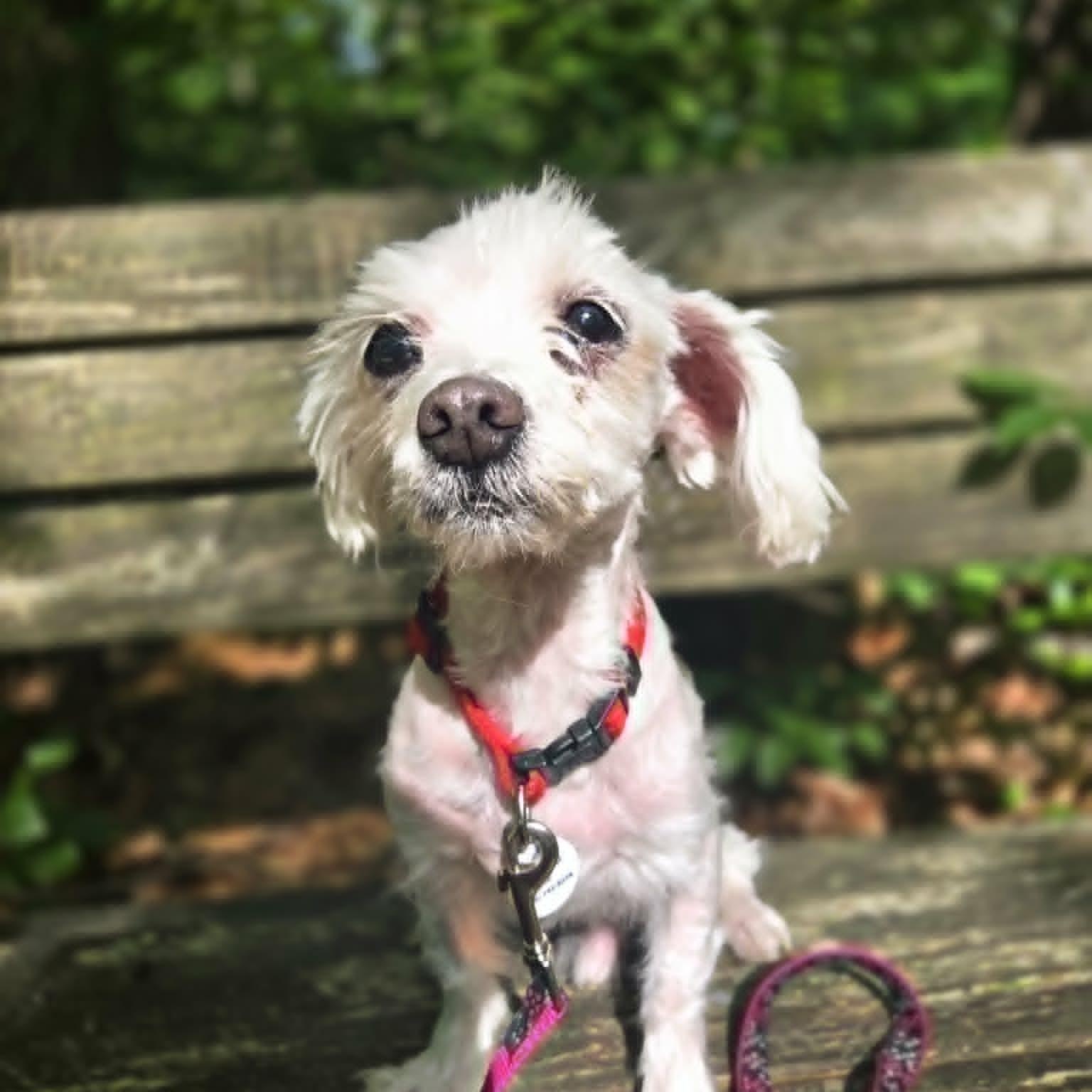 Alonzo, an adoptable Maltese in Severn, MD image 4/6