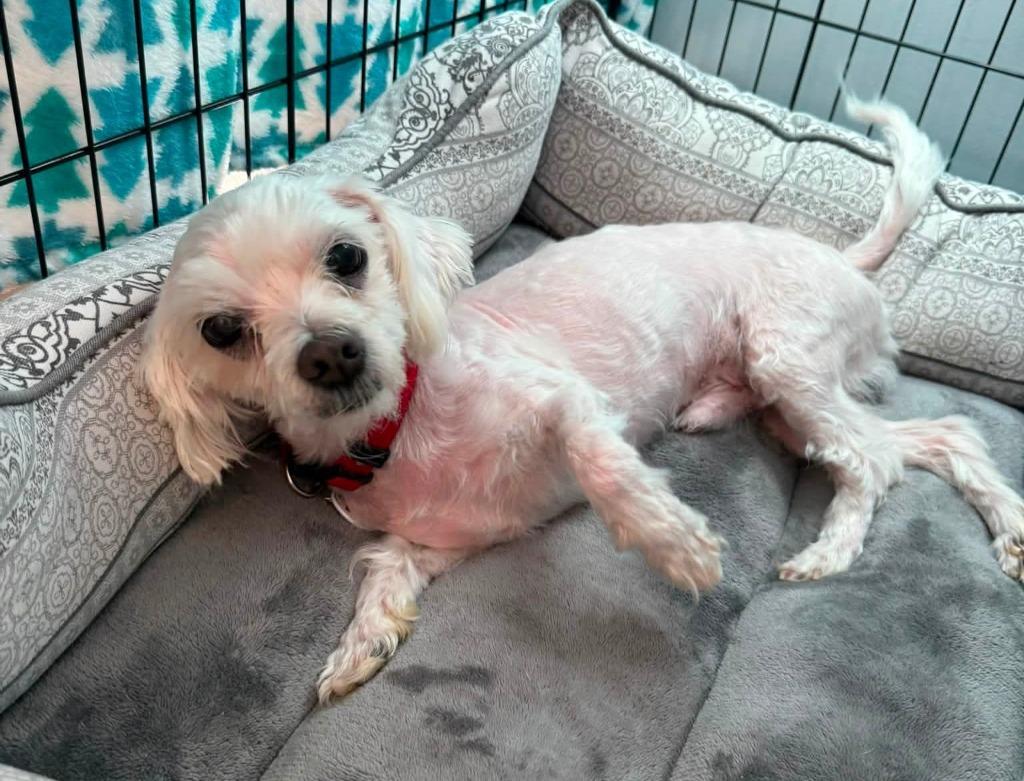 Alonzo, an adoptable Maltese in Severn, MD image 2/6