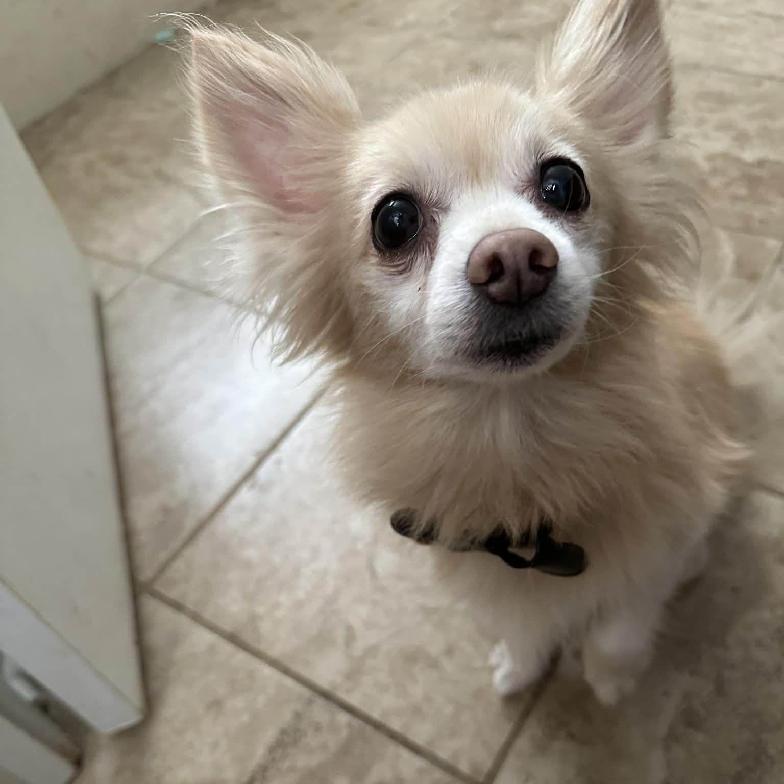 Nemo (Erin-Fostered in TN), adopted, Adult Male Chihuahua.