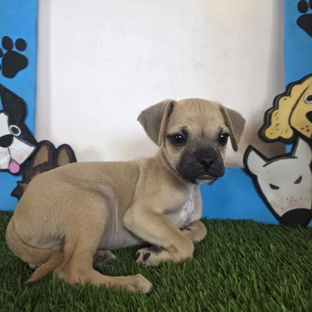 Enlarge Angel, a Adoptable mixed breed in Tijuana, BCN image 2/3