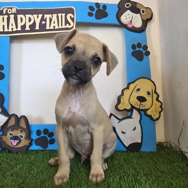 Enlarge Angel, a Adoptable mixed breed in Tijuana, BCN image 3/3