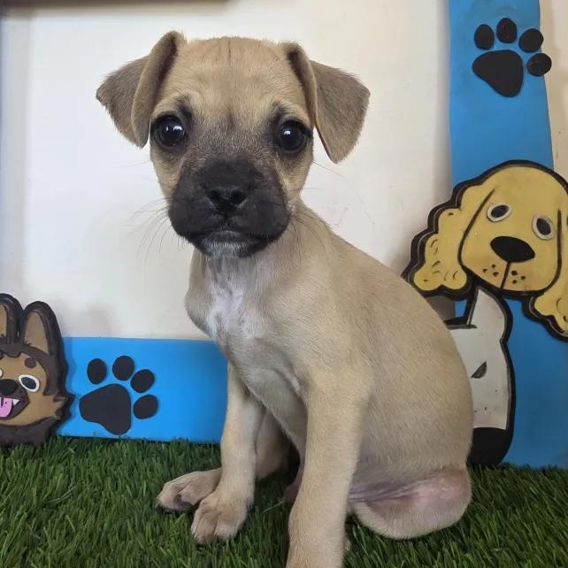 Angel, Adoptable, Puppy Male Chihuahua & Pug.