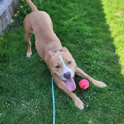 Duke, an adoptable Pit Bull Terrier in Syracuse, NY, 13211 | Photo Image 1