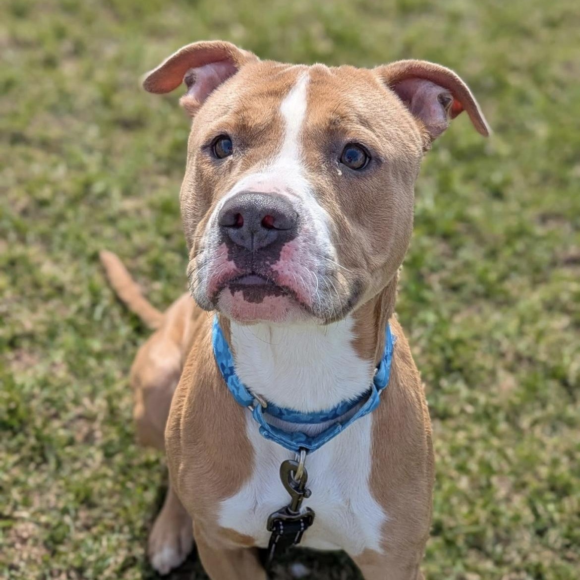 Enlarge Duke, a Adoptable mixed breed in Syracuse, NY image 2/2