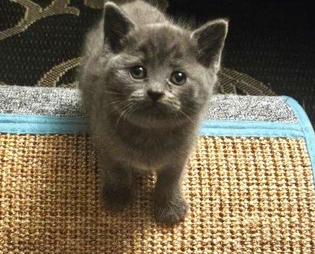 Enlarge Macie, an adopted Domestic Short Hair in Wayne, NJ image 2/2