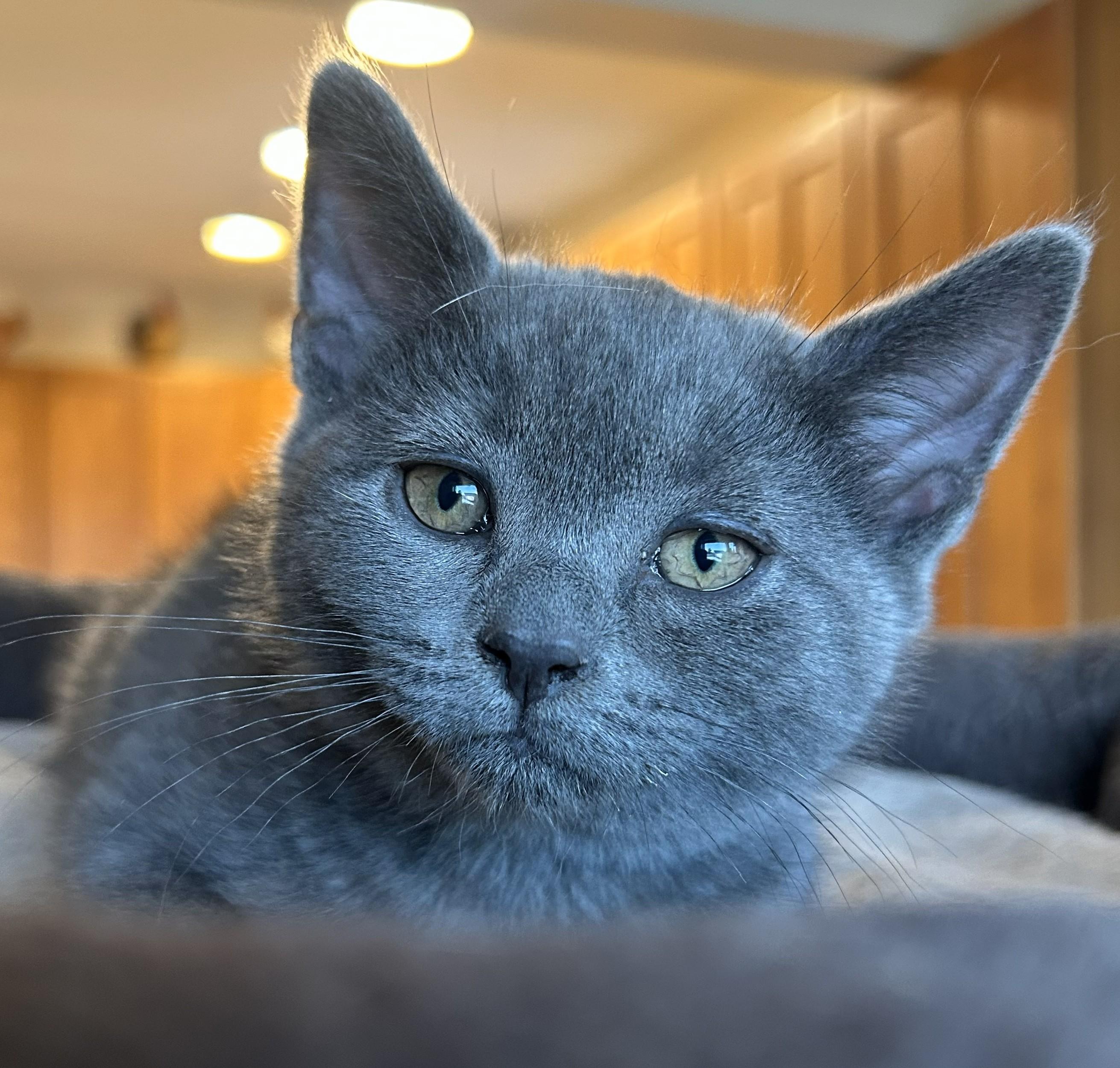 Enlarge Macie, an adopted Domestic Short Hair in Wayne, NJ image 1/2