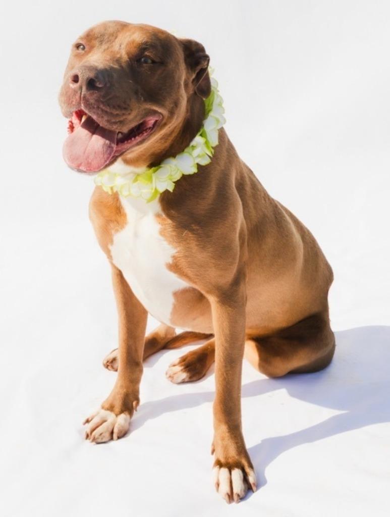 CHLOE, a Adoptable American Bulldog in Marianna, FL image 1/3