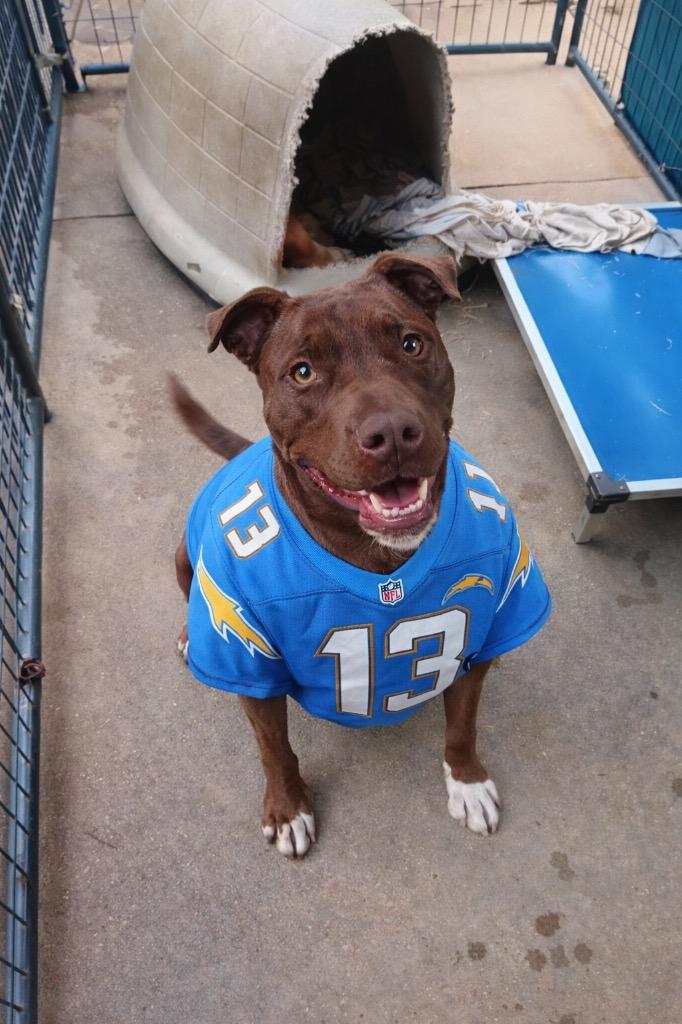 CHLOE, a Adoptable American Bulldog in Marianna, FL image 2/3