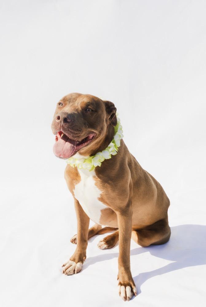 CHLOE, a Adoptable American Bulldog in Marianna, FL image 3/3