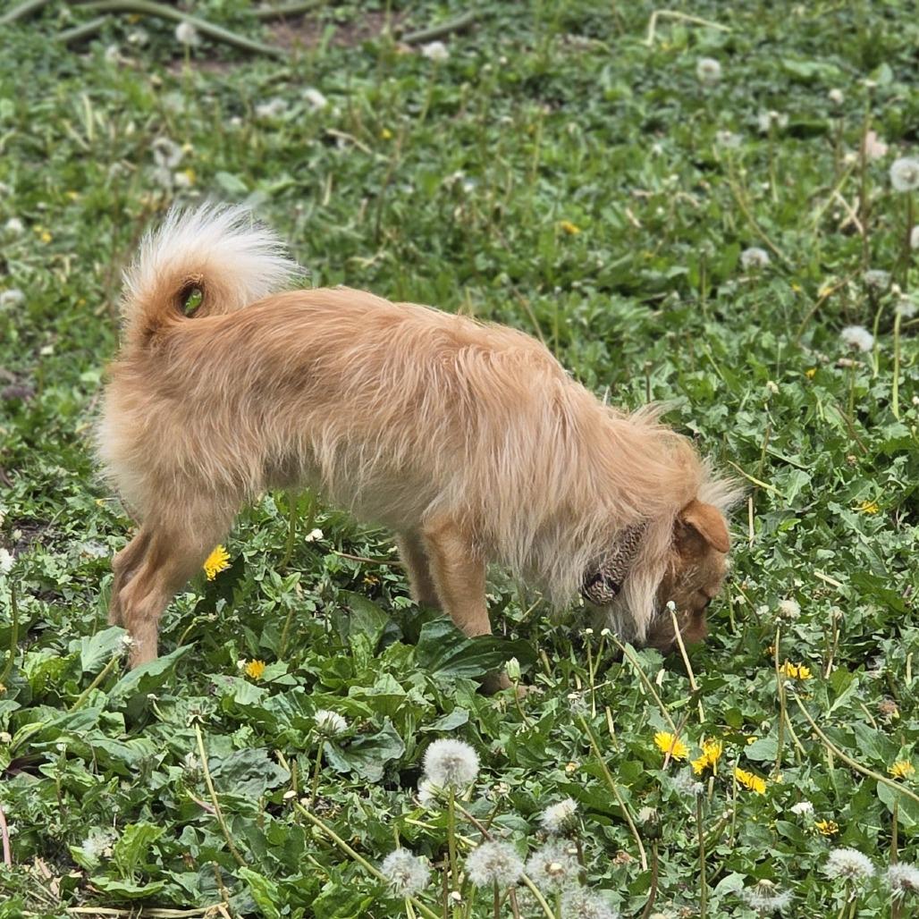 Conway D69400, Adoptable, Adult Male Norwich Terrier & Mixed Breed.