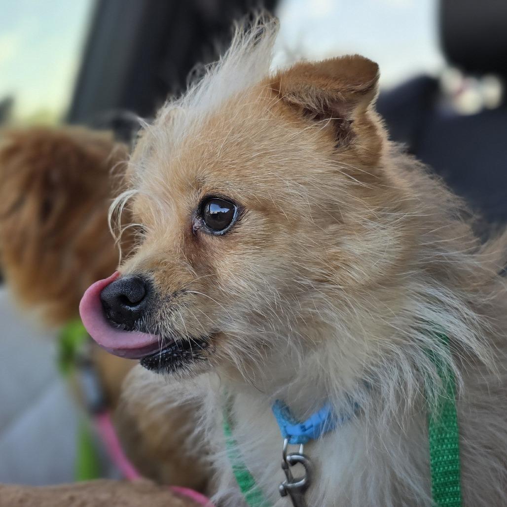 Enlarge Conway D69400, a Adoptable mixed breed in Minnetonka, MN image 2/6