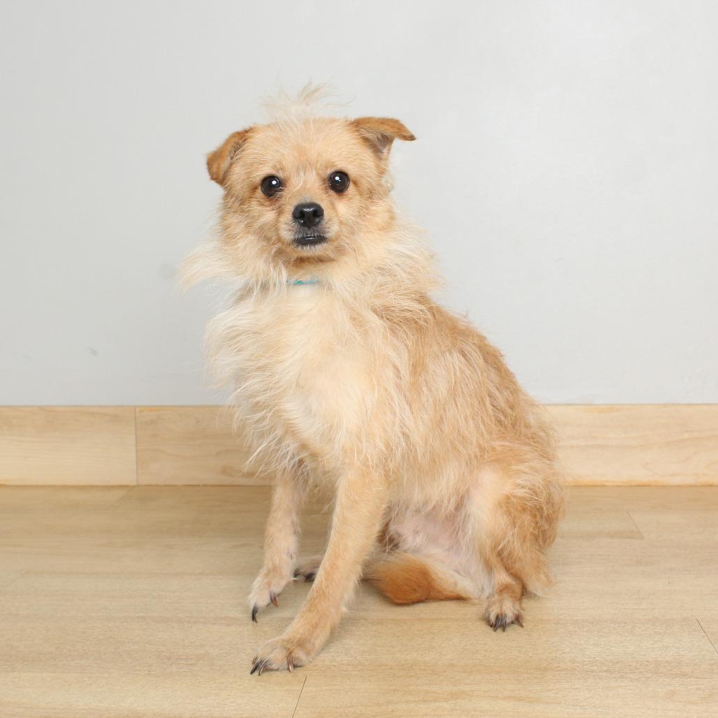Enlarge Conway D69400, a Adoptable mixed breed in Minnetonka, MN image 3/6