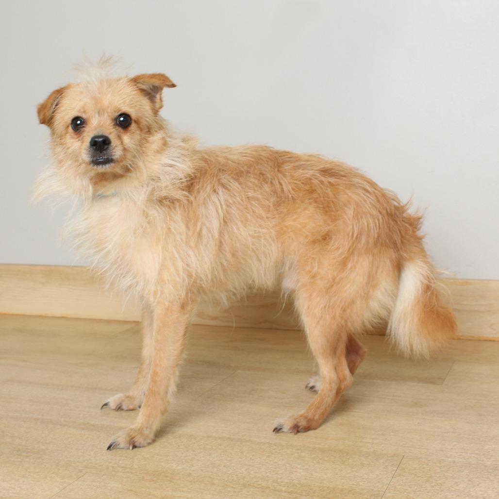 Enlarge Conway D69400, a Adoptable mixed breed in Minnetonka, MN image 4/6