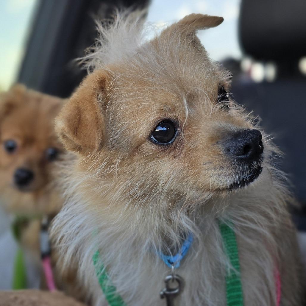 Enlarge Conway D69400, a Adoptable mixed breed in Minnetonka, MN image 5/6