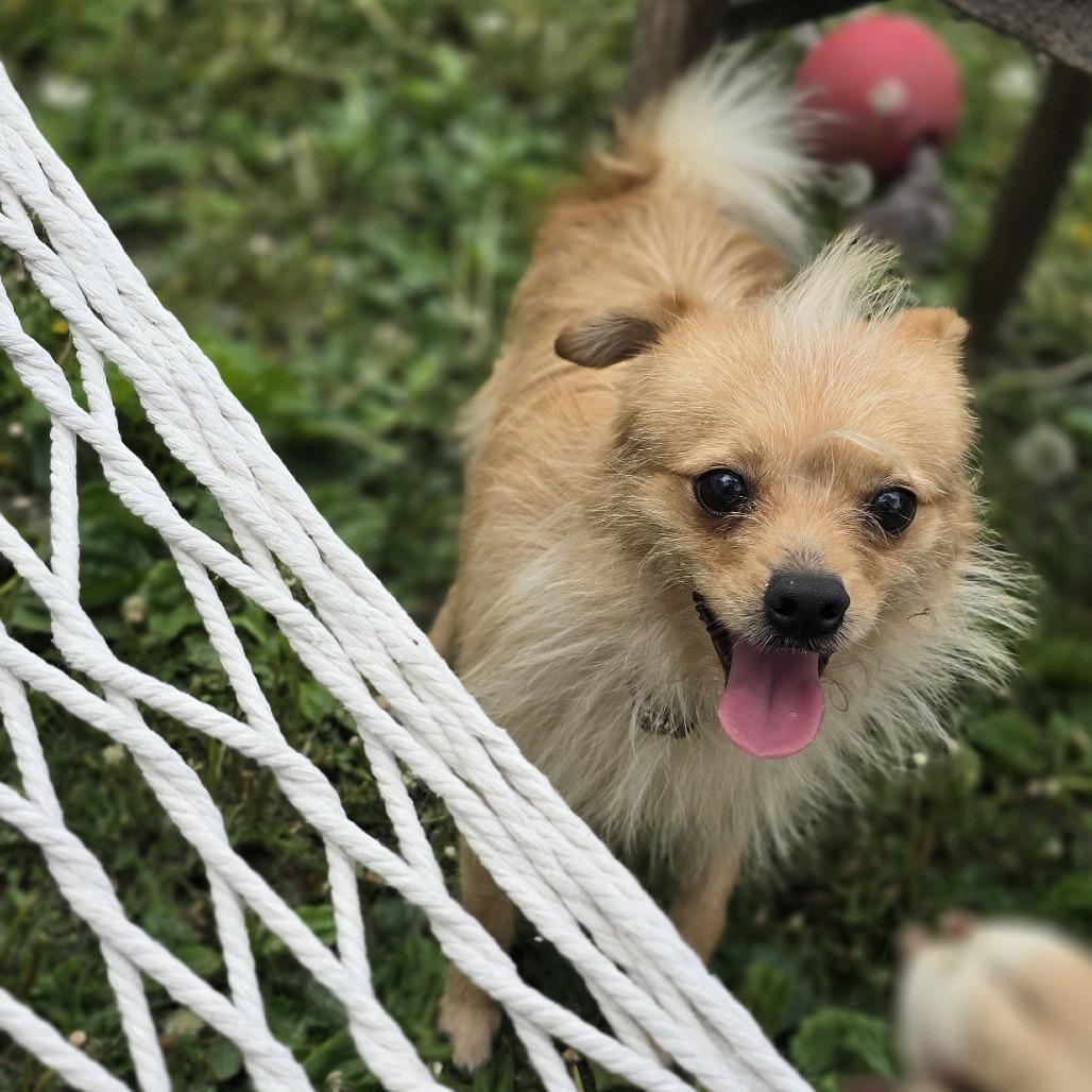 Enlarge Conway D69400, a Adoptable mixed breed in Minnetonka, MN image 6/6