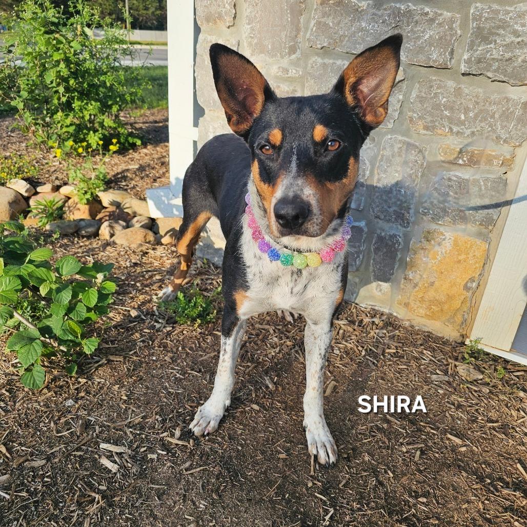 Enlarge Shira, a Adoptable mixed breed in Madisonville, TN image 1/4
