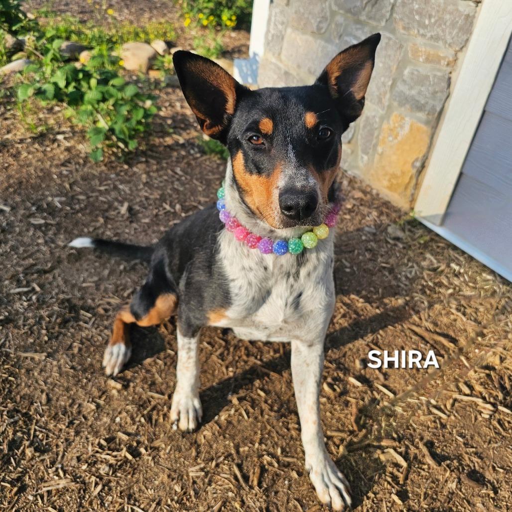 Enlarge Shira, a Adoptable mixed breed in Madisonville, TN image 2/4